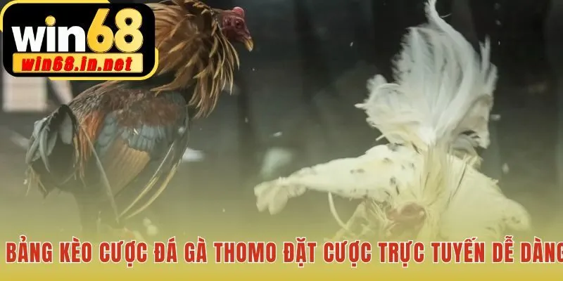 Bảng kèo cược đá gà tích hợp ngay trên màn hình livestream