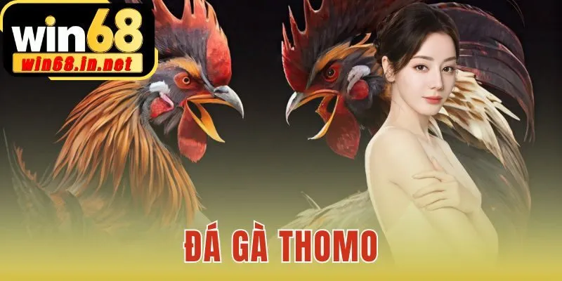 Đá gà Thomo