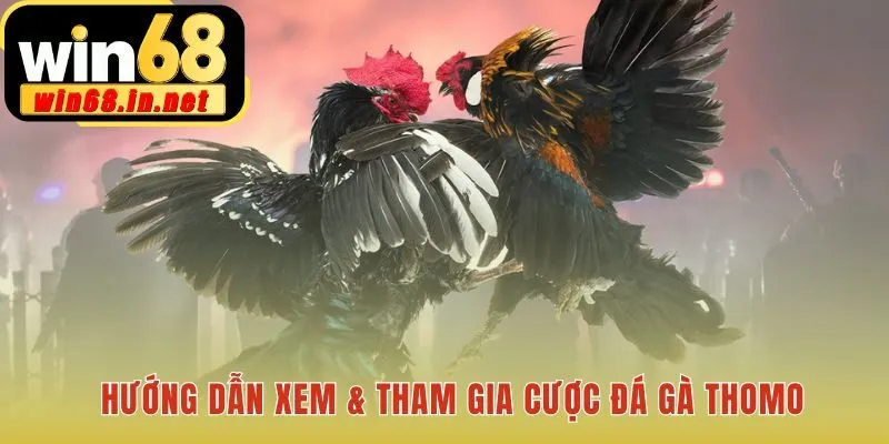 Hướng dẫn xem cược đá gà Thomo đơn giản và nhanh chóng