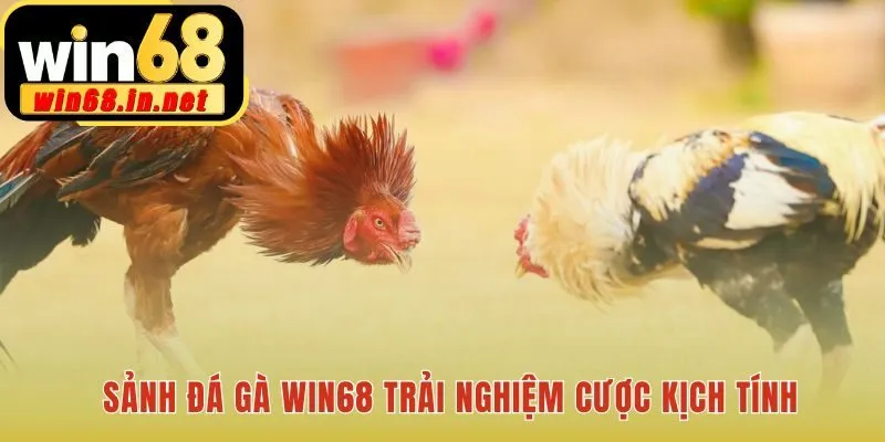 Đá gà Win68 truyền hình trực tiếp HD với giao diện cược minh bạch