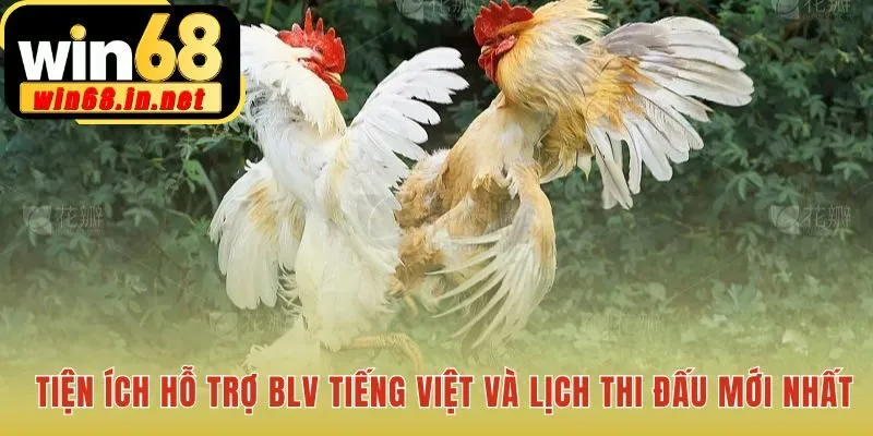 Xem đá gà trực tiếp với BLV tiếng Việt và lịch đấu cập nhật
