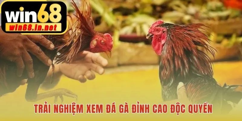 Trải nghiệm xem đá gà Thomo sống động chân thực nhất