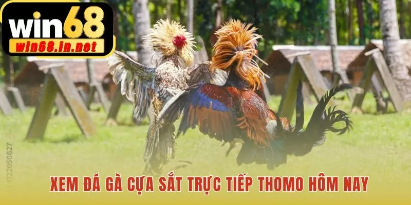 Xem đá gà cựa sắt chất lượng HD cùng bảng kèo tích hợp